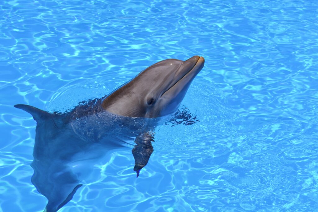 DOLPHIN TOUR