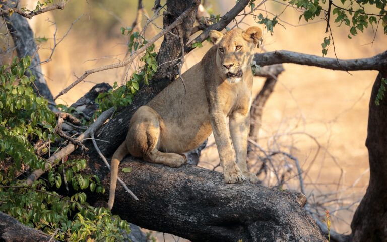 4 NIGHTS / 5 DAYS SERENGETI, NGORONGORO AND LAKE MANYARA