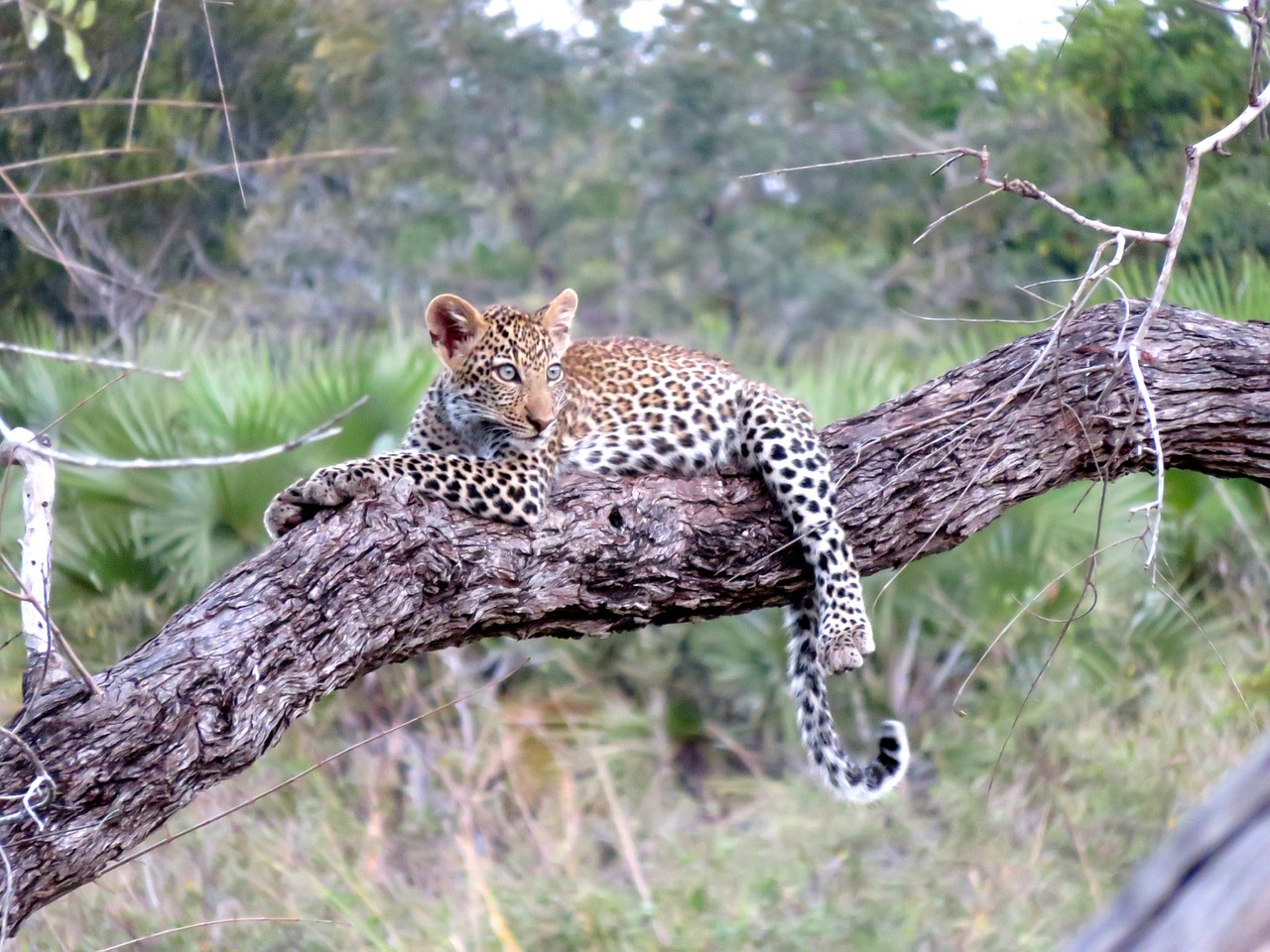 4 Nights / 5 Days Serengeti, Ngorongoro and Lake Manyara 