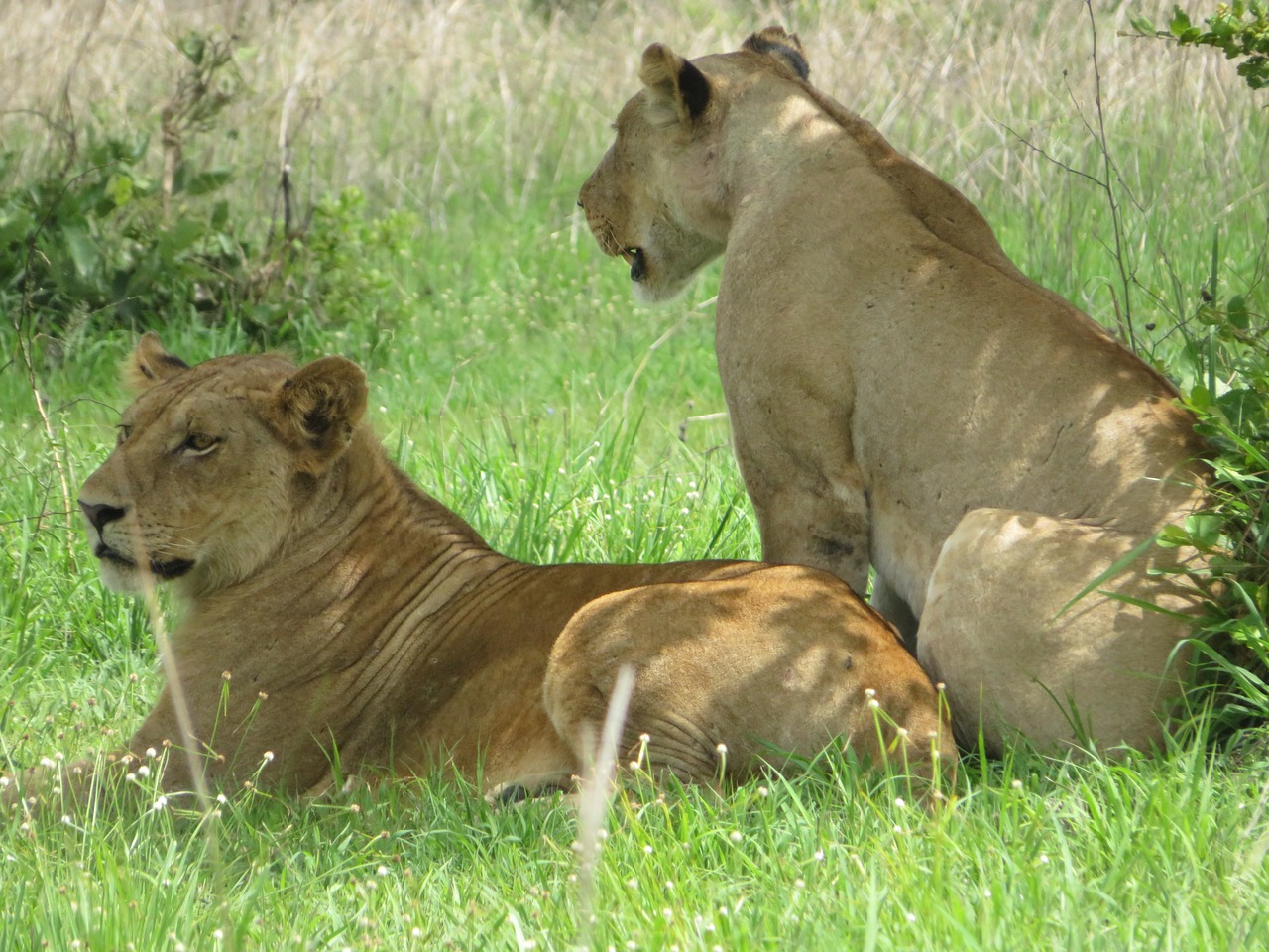 6 Days Safari Experience To Southern Tanzania 