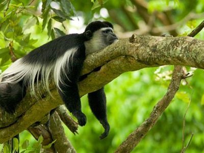 Black_and_white_colobus_monkey_(13945312952)