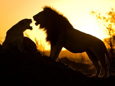 lions-sunset-Serengeti-Safari