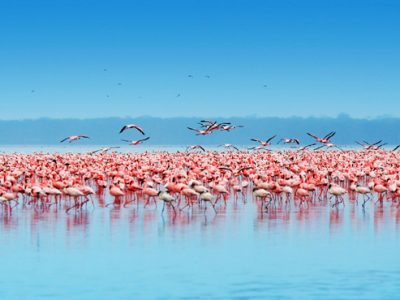 tanzania-lake-manyara